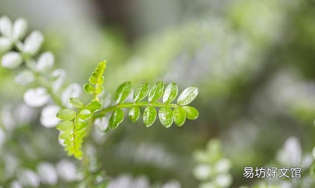 香叶树有什么东西