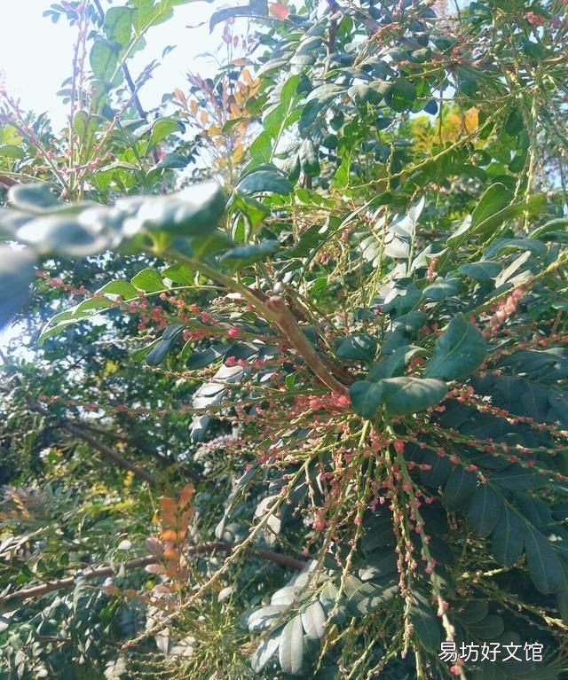 香叶树有什么东西