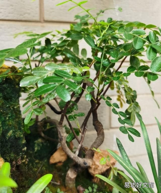 香叶树有什么东西