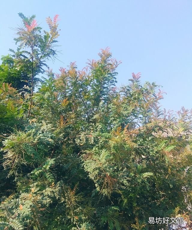 香叶树有什么东西