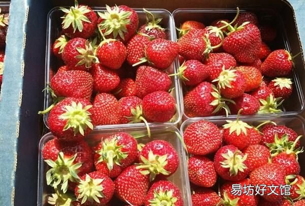 挑选草莓的小窍门你知道多少个呢 如何正确挑选好吃的草莓