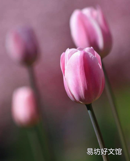 绿色郁金香花语和寓意