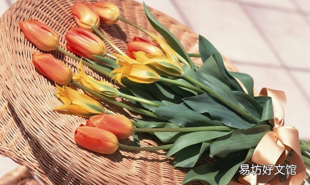 绿色郁金香花语和寓意
