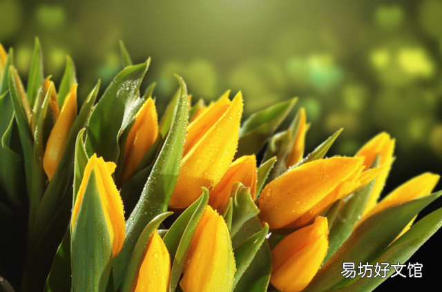 绿色郁金香花语和寓意