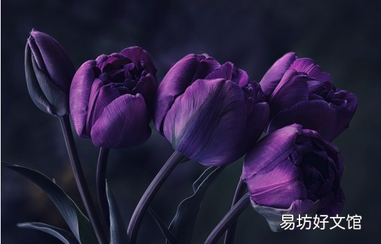 绿色郁金香花语和寓意