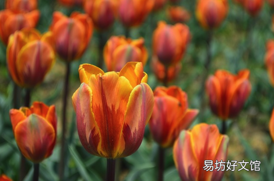 绿色郁金香花语和寓意