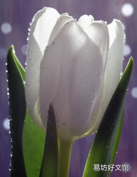 绿色郁金香花语和寓意