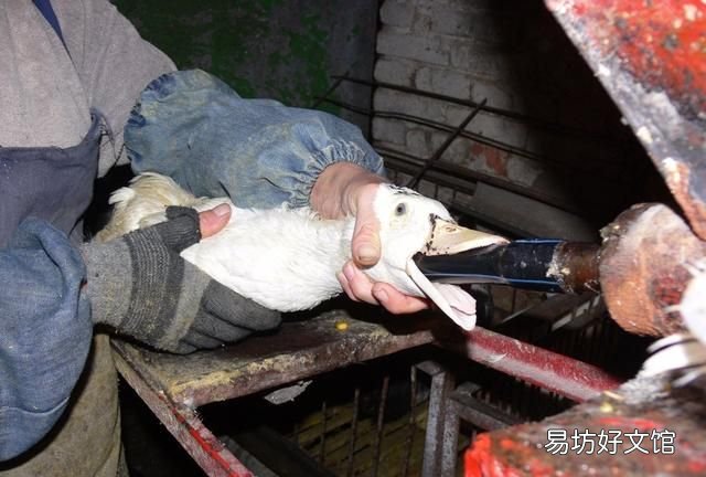 法国鹅肝和中国的鹅肝有什么区别