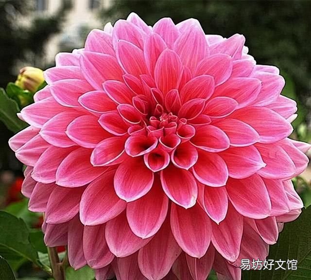 中秋佳节花好月圆人团圆下一句