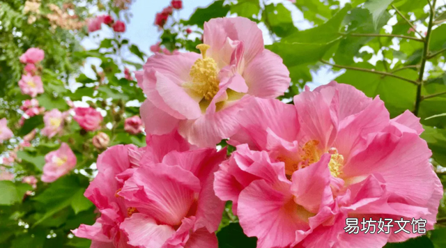 中秋佳节花好月圆人团圆下一句