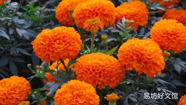 中秋佳节花好月圆人团圆下一句