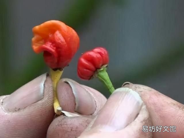 吃一斤辣椒精会怎样