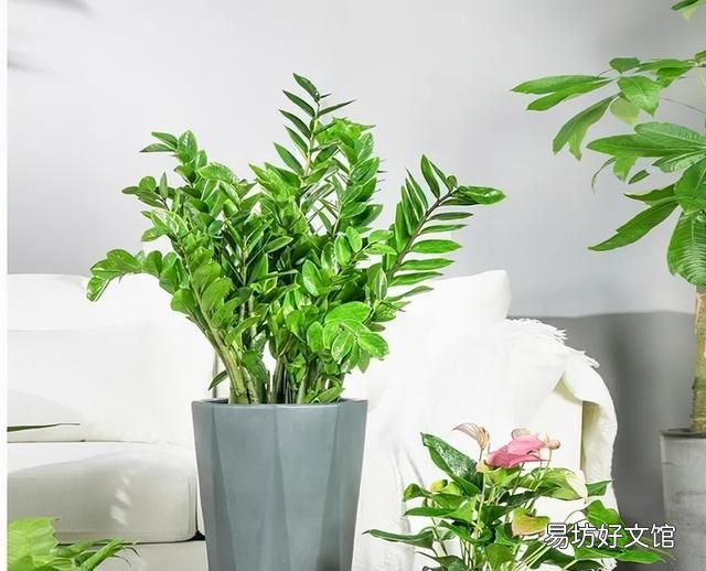 新家养什么花可以除甲醛,家里养什么花除甲醛最好