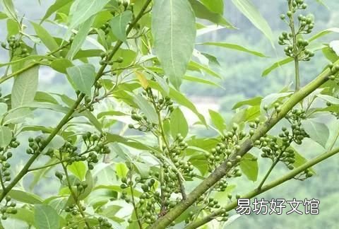 辛香料的白胡椒粒分类下篇 山胡椒的做法