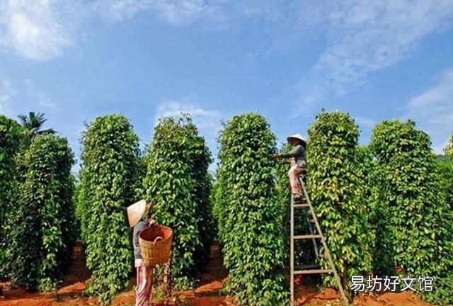 辛香料的白胡椒粒分类下篇 山胡椒的做法