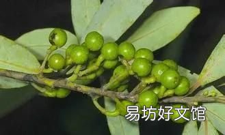 辛香料的白胡椒粒分类下篇 山胡椒的做法