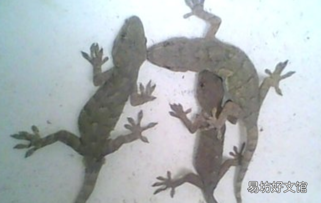 壁虎的尿液真的有毒吗 壁虎有毒吗壁虎会咬人吗