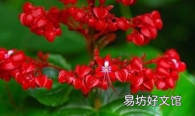 状元红开花长什么样 状元红的花有什么功效
