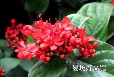 状元红开花长什么样 状元红的花有什么功效