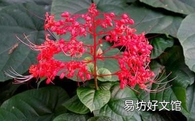状元红开花长什么样 状元红的花有什么功效