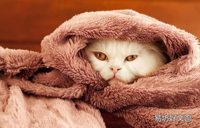 毯子法兰绒和珊瑚绒哪个面料好,珊瑚绒天鹅绒和法兰绒有什么区别