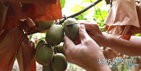 猕猴桃催熟的正确吃法