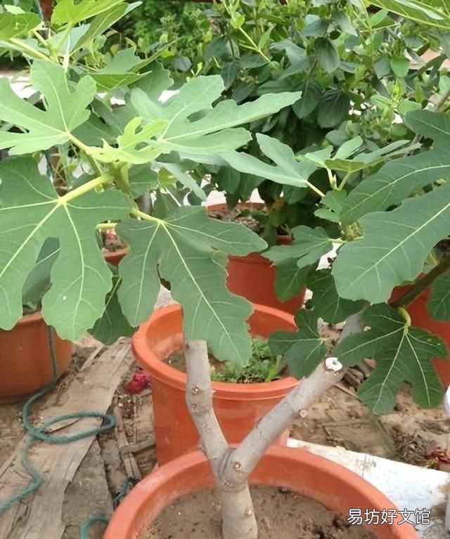 阳台上种无花果好养还结得多,无花果黄叶用多菌灵浇灌可以吗