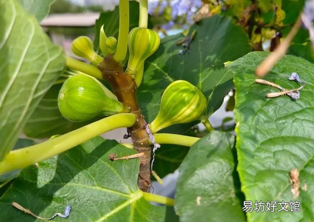 阳台上种无花果好养还结得多,无花果黄叶用多菌灵浇灌可以吗
