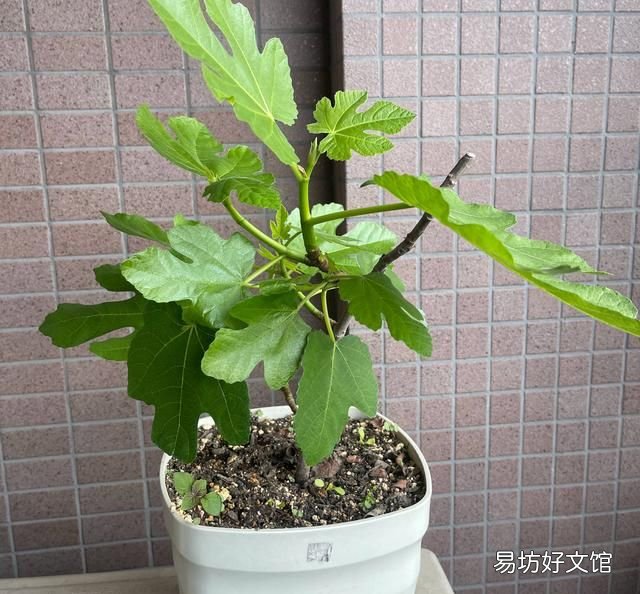 阳台上种无花果好养还结得多,无花果黄叶用多菌灵浇灌可以吗