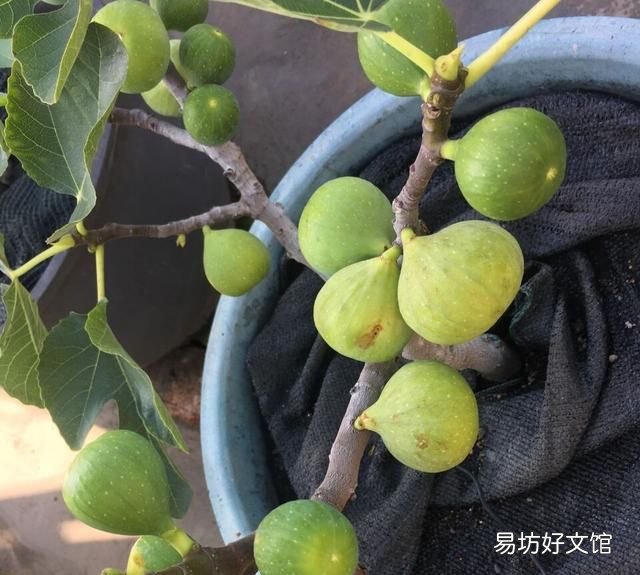 阳台上种无花果好养还结得多,无花果黄叶用多菌灵浇灌可以吗