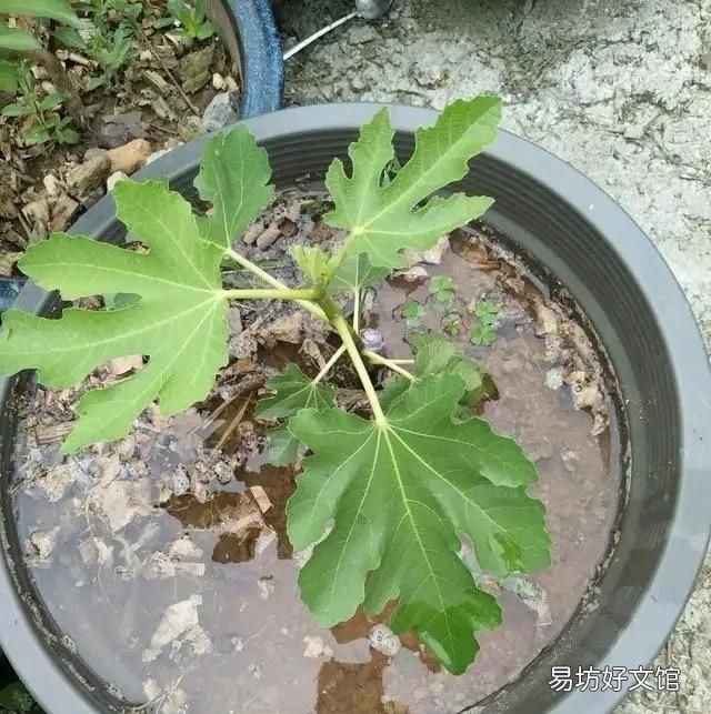 阳台上种无花果好养还结得多,无花果黄叶用多菌灵浇灌可以吗