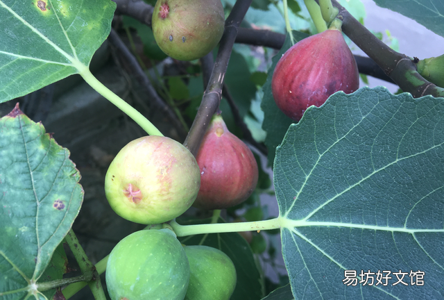 阳台上种无花果好养还结得多,无花果黄叶用多菌灵浇灌可以吗
