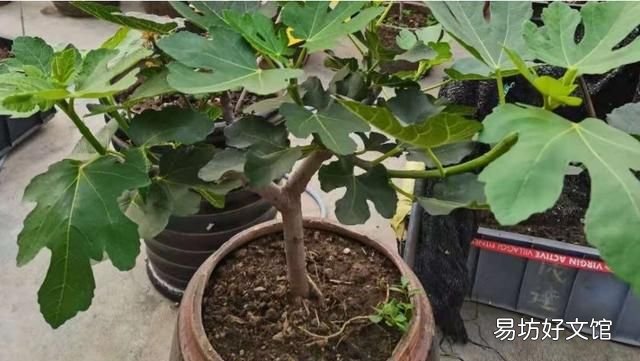 阳台上种无花果好养还结得多,无花果黄叶用多菌灵浇灌可以吗