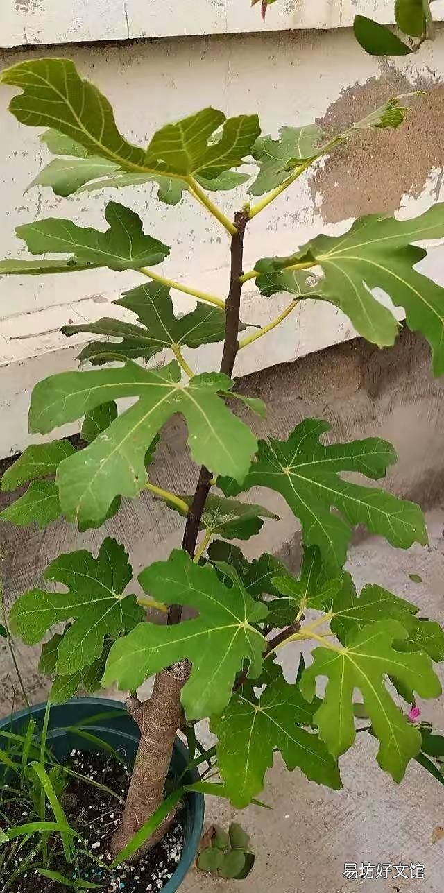 阳台上种无花果好养还结得多,无花果黄叶用多菌灵浇灌可以吗