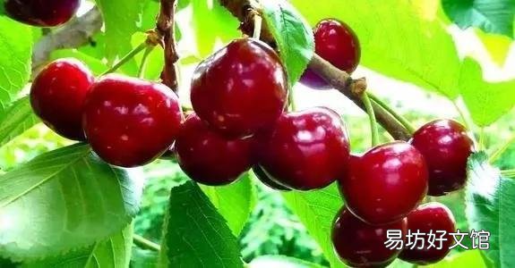 世界水果图片和名字大全 水果名称大全500种