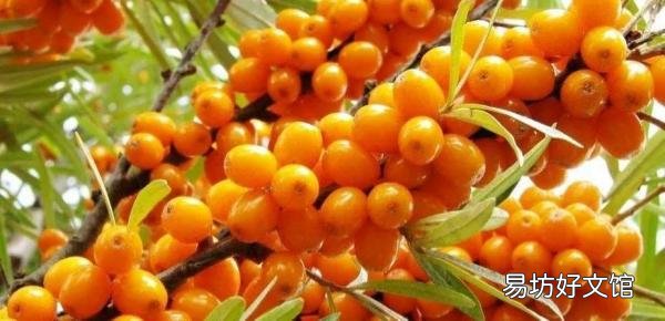 世界水果图片和名字大全 水果名称大全500种