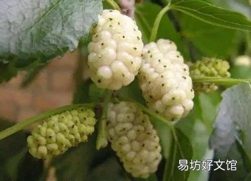 世界水果图片和名字大全 水果名称大全500种
