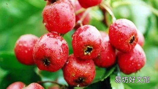 世界水果图片和名字大全 水果名称大全500种
