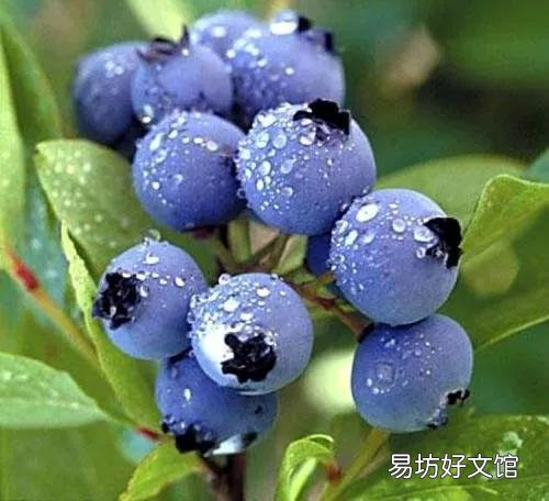 世界水果图片和名字大全 水果名称大全500种