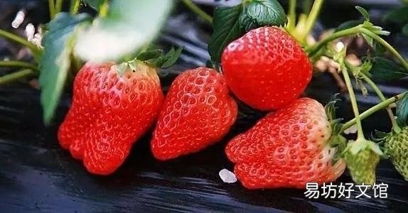世界水果图片和名字大全 水果名称大全500种