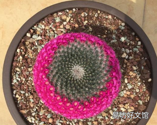 仙人球如何浇水才不会烂根