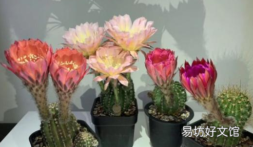 仙人球如何浇水才不会烂根