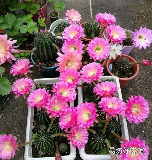 仙人球如何浇水才不会烂根