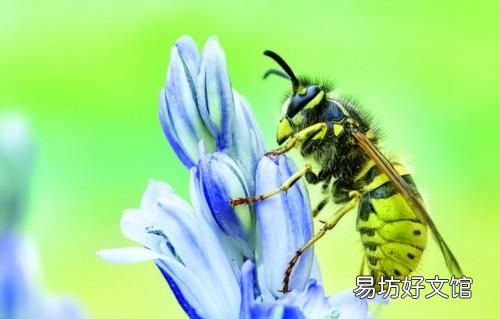 野蜂蛰了怎么办最快最有效 秋蜂猛于虎被蜇了该怎么做