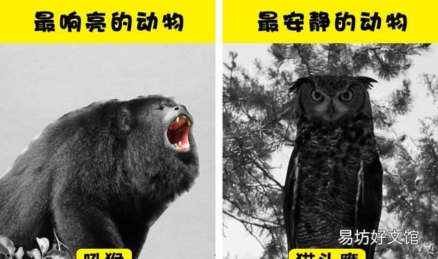 6个关于世上不同事物的极端比较