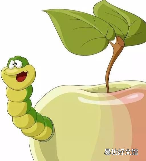 大家小心了,刚红的枣儿不能吃,因为有它的果实