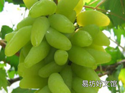 青提红提巨峰玫瑰香葡萄哪种最甜