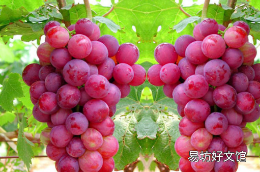 青提红提巨峰玫瑰香葡萄哪种最甜