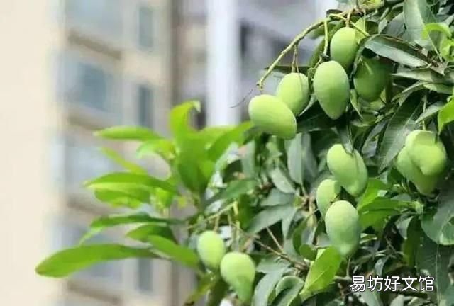 路边的芒果熟了还能吃吗,稍微有点熟的芒果可以吃吗