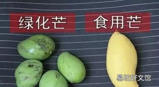 路边的芒果熟了还能吃吗,稍微有点熟的芒果可以吃吗